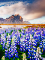 Majestic Lupines Wall Art