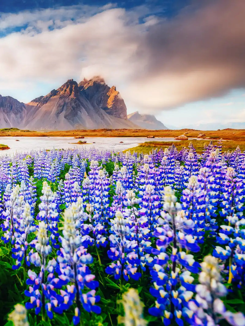 Majestic Lupines Wall Art