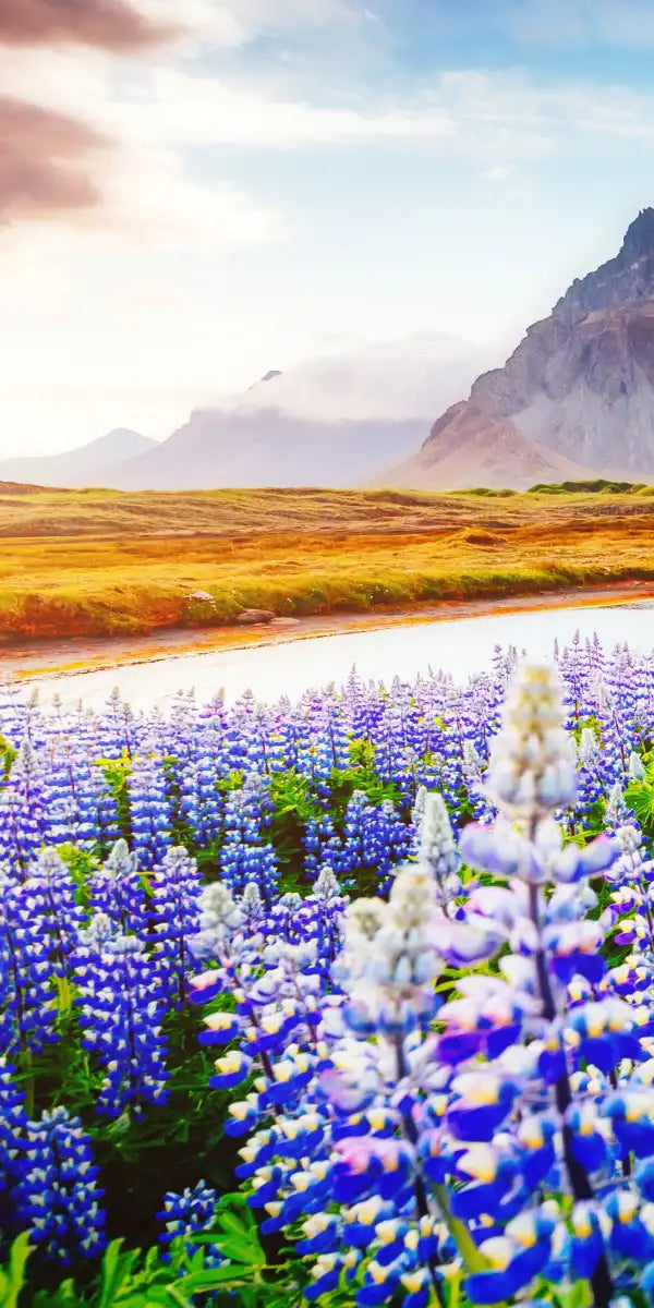 Majestic Lupines Wall Art