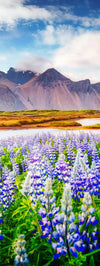 Majestic Lupines Wall Art
