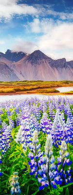 Majestic Lupines Wall Art