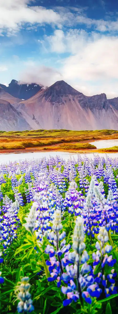 Majestic Lupines Wall Art
