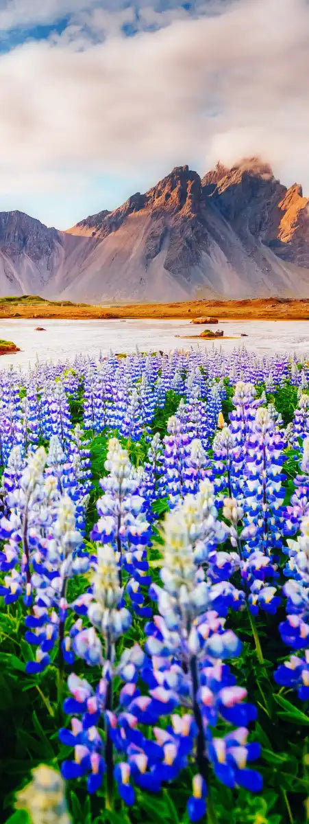 Majestic Lupines Wall Art