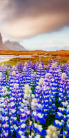 Majestic Lupines Wall Art