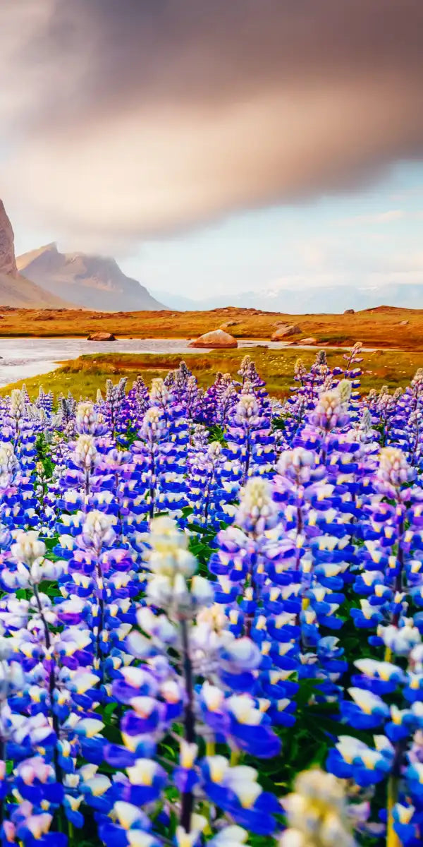 Majestic Lupines Wall Art