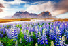 Majestic Lupines Wall Art