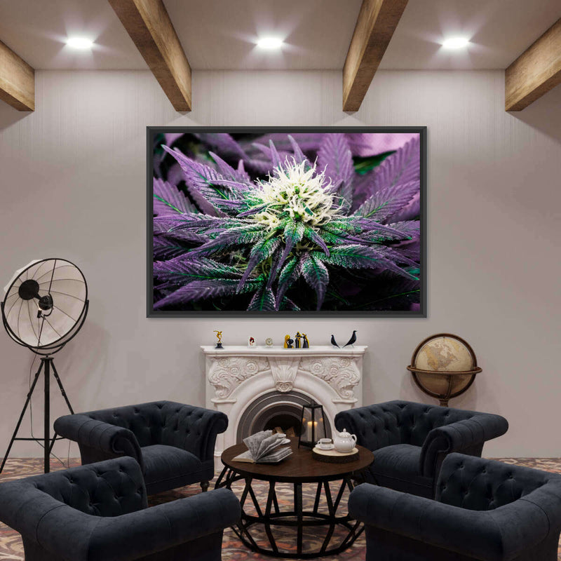 Rare Cannabis Plant Wall Art