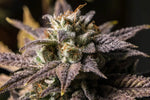 Marijuana In Winter Wall Art