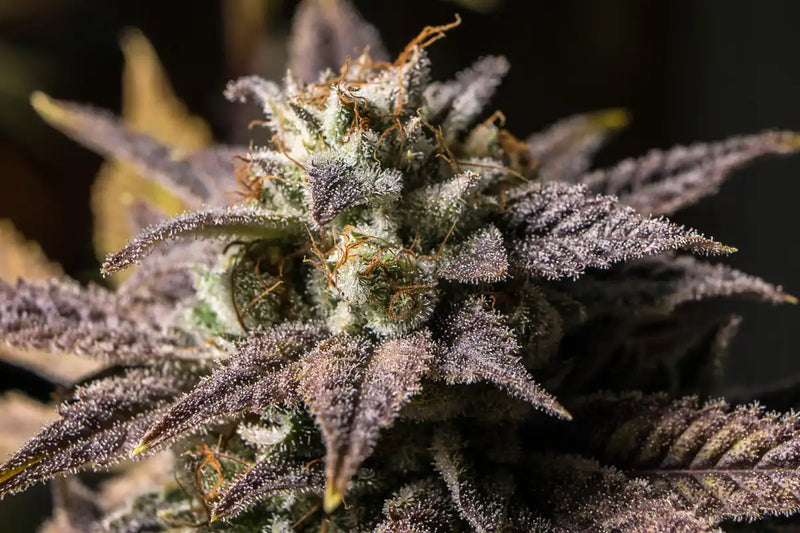 Marijuana In Winter Wall Art