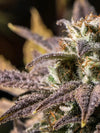 Marijuana In Winter Wall Art