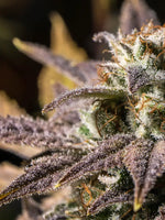Marijuana In Winter Wall Art