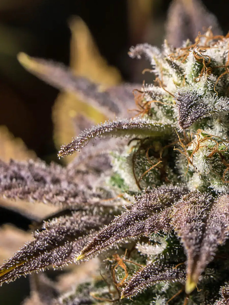 Marijuana In Winter Wall Art