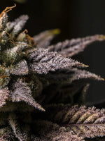 Marijuana In Winter Wall Art