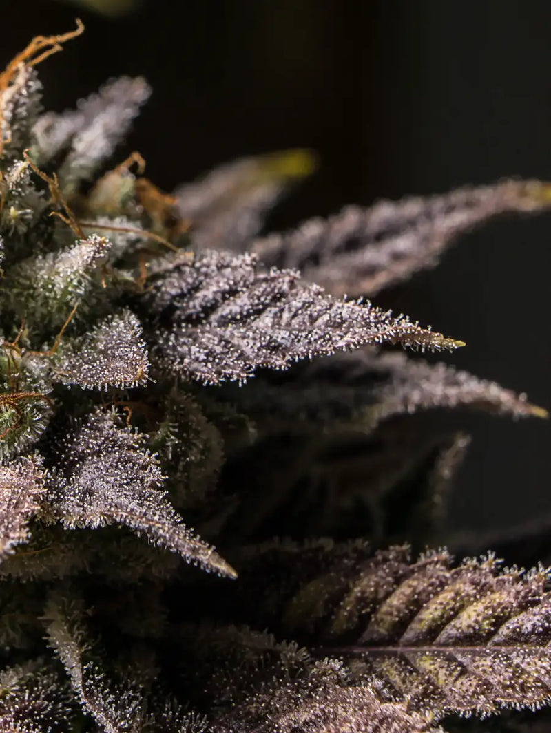 Marijuana In Winter Wall Art