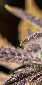 Marijuana In Winter Wall Art