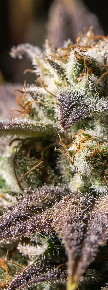 Marijuana In Winter Wall Art