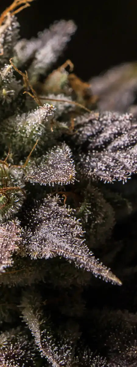 Marijuana In Winter Wall Art