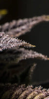 Marijuana In Winter Wall Art