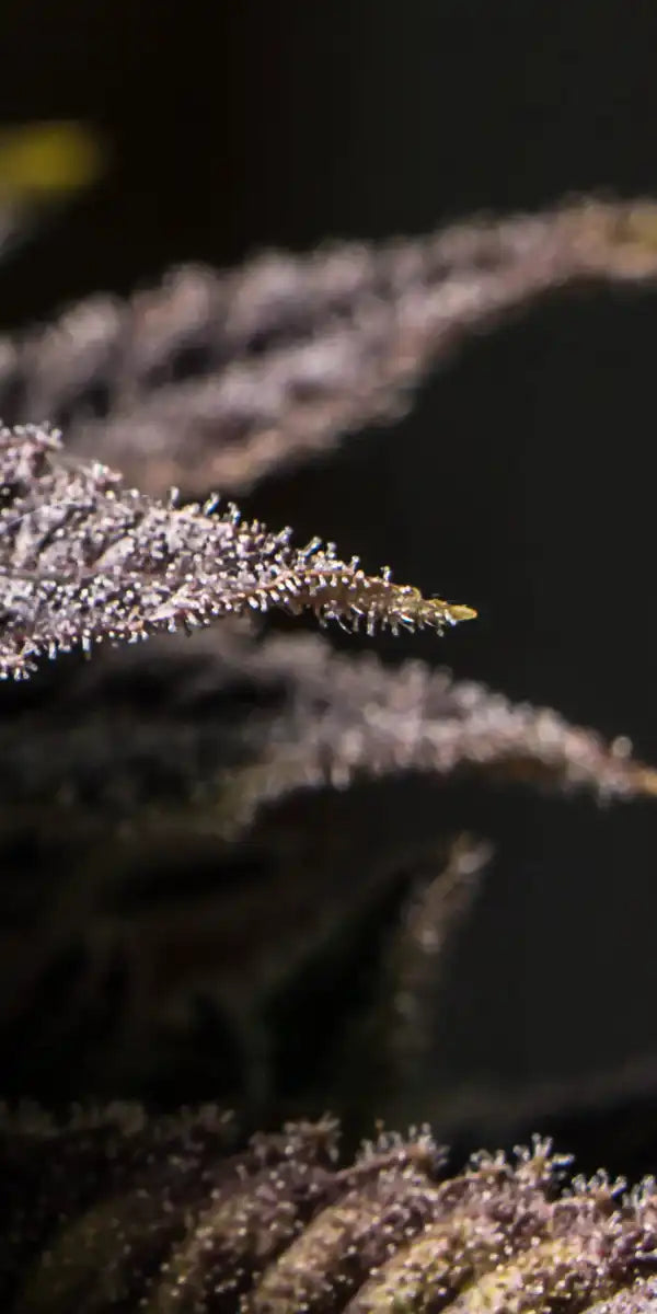 Marijuana In Winter Wall Art