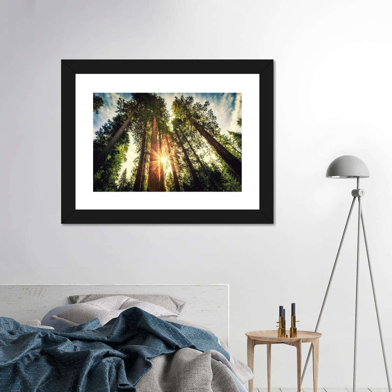 Redwood Trees Sunset Wall Art