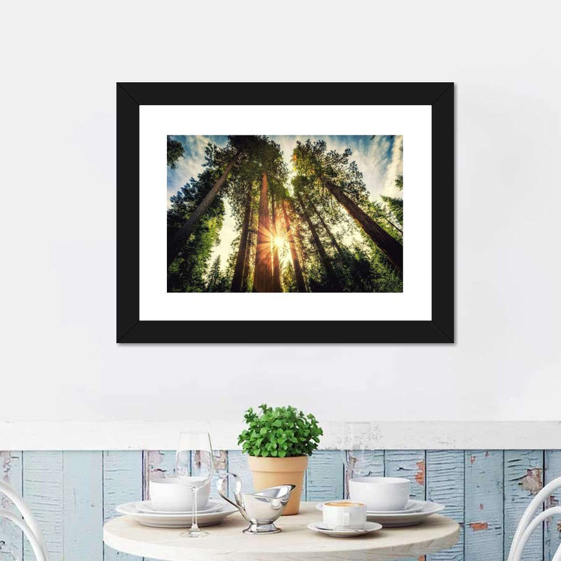 Redwood Trees Sunset Wall Art
