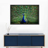 Peacock Feathers Wall Art