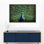 Peacock Feathers Wall Art