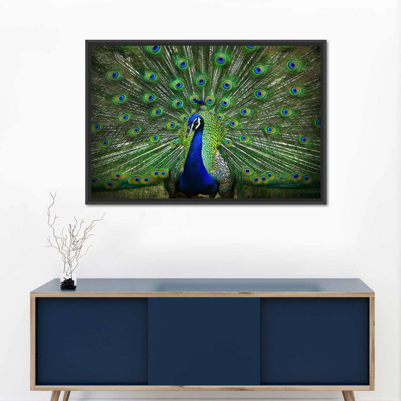 Peacock Feathers Wall Art