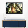 Redwood Trees Sunset Wall Art