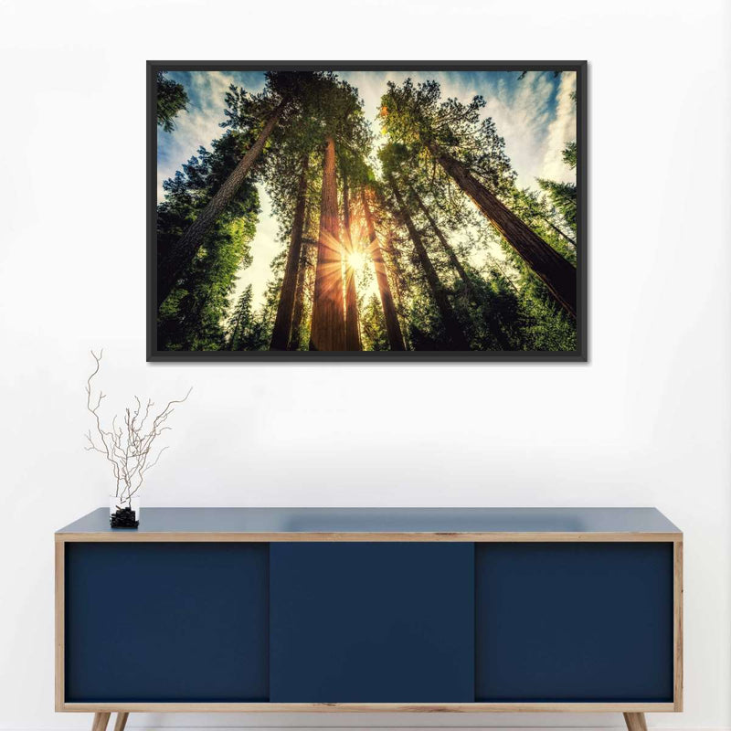 Redwood Trees Sunset Wall Art