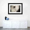 White Horse Eye Wall Art