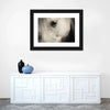White Horse Eye Wall Art