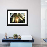 Redwood Trees Sunset Wall Art