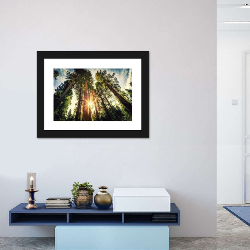 Redwood Trees Sunset Wall Art
