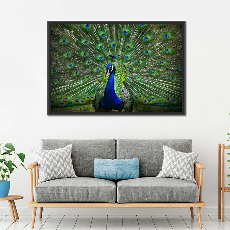 Peacock Feathers Wall Art