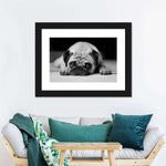 Sad Pug Wall Art