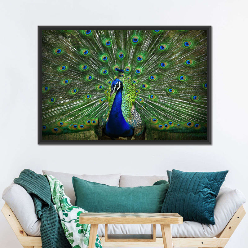 Peacock Feathers Wall Art