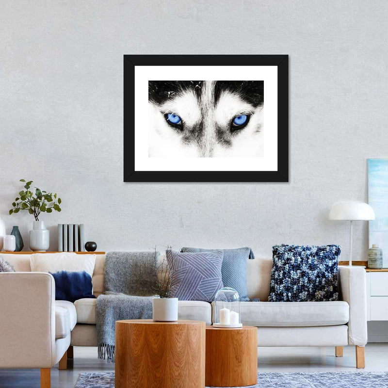 Husky's Eyes Wall Art