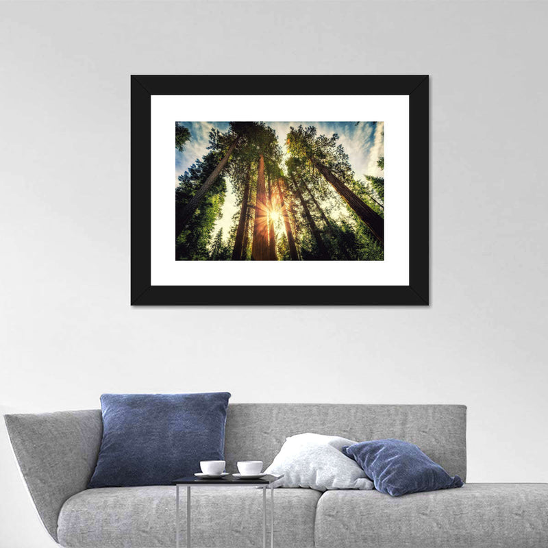 Redwood Trees Sunset Wall Art