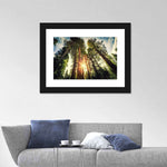 Redwood Trees Sunset Wall Art