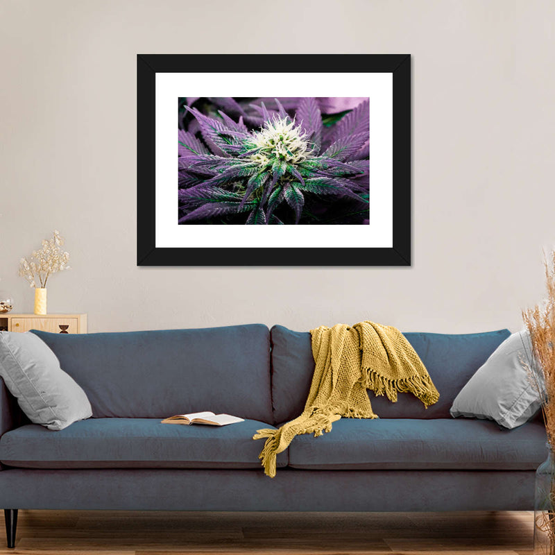Rare Cannabis Plant Wall Art