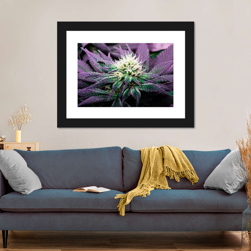 Rare Cannabis Plant Wall Art