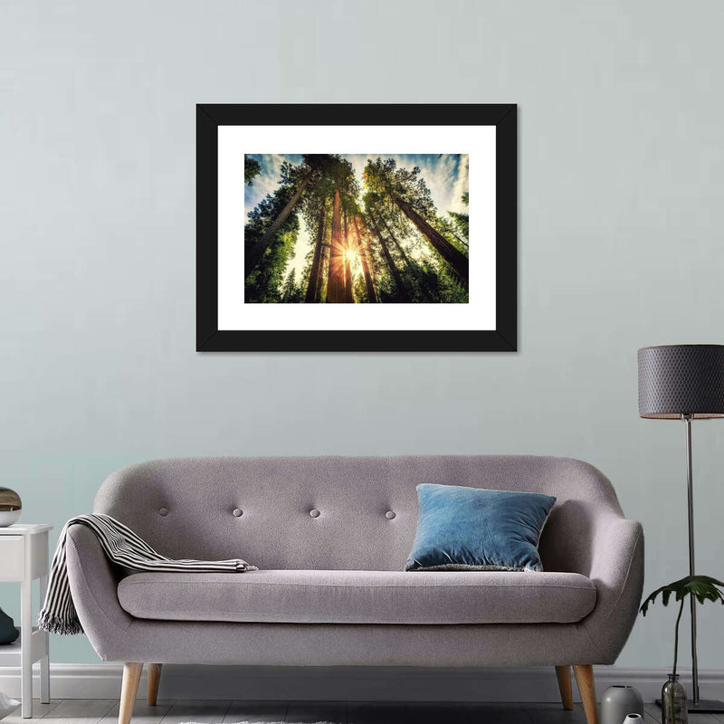 Redwood Trees Sunset Wall Art