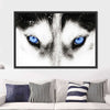 Husky's Eyes Wall Art