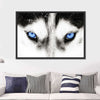 Husky's Eyes Wall Art