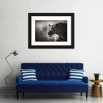 Stalking Lioness Wall Art