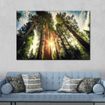 Redwood Trees Sunset Wall Art