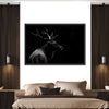 Monochrome Bull Elk Wall Art