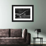 Texas Longhorn Cattle Wall Art