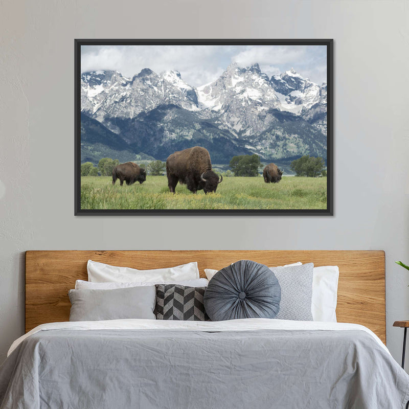 Grazing Teton Bison Wall Art